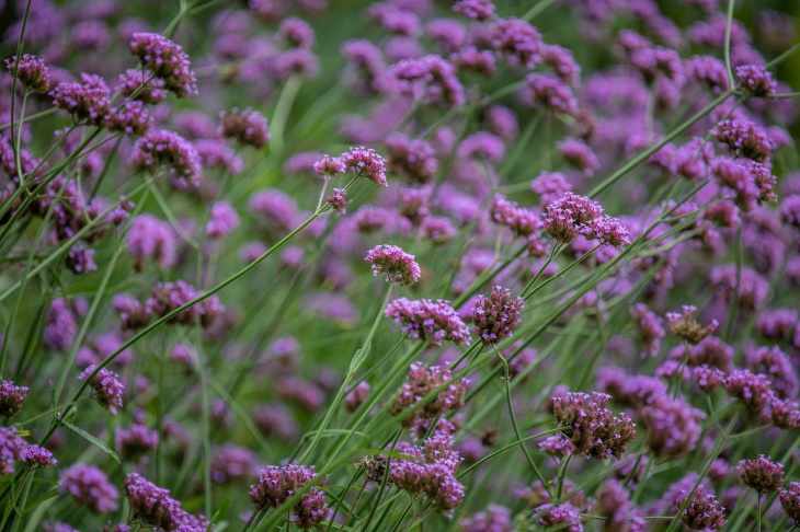 Water Saving Garden Purpletop (Verbena bonariensis)