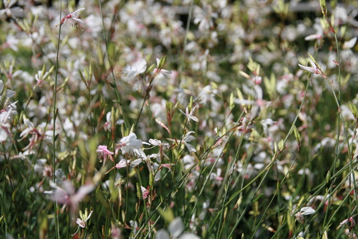 Water Saving Garden Beeblossom (Gaura lindheimeri)