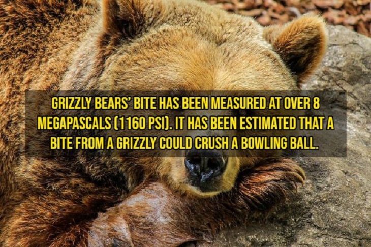 Fascinating Facts, bears