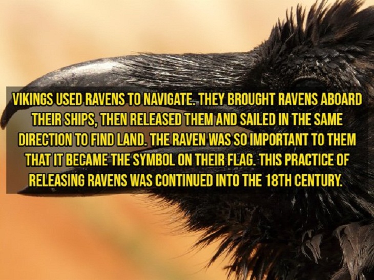 Fascinating Facts, ravens