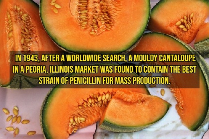 Fascinating Facts, cantaloupe