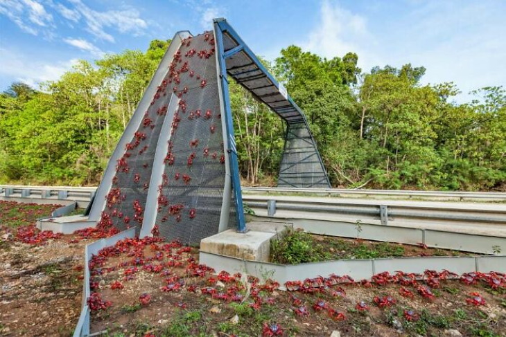 Arquitetura inclusiva uma ponte para migração de carangueijos na Austrália