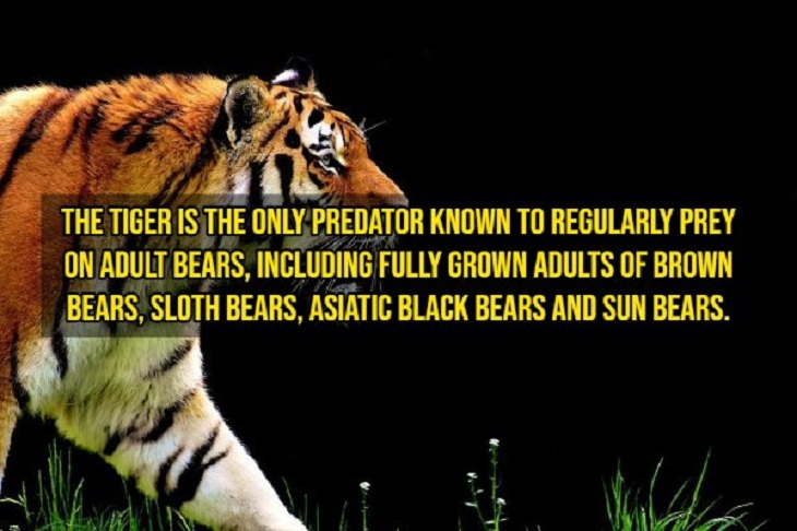 Fascinating Facts, tiger