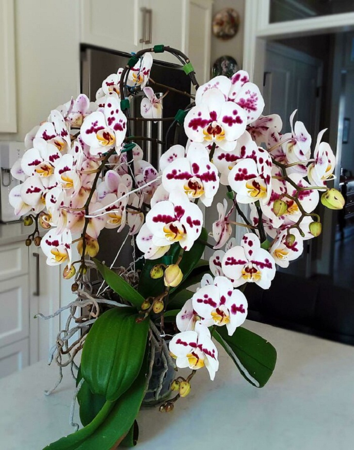Fotos de jardinagem, orquídeas