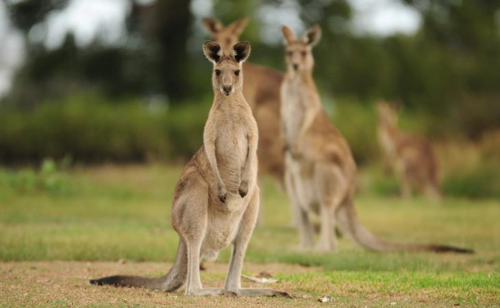 kangaroo 