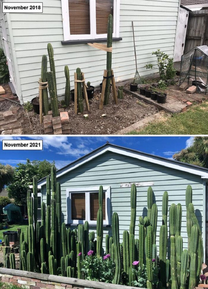 Fotos de jardinagem, cactus