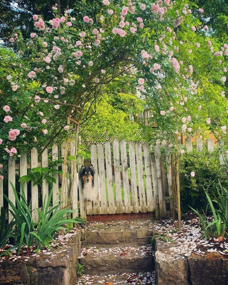 Fotos de jardinagem, rosas