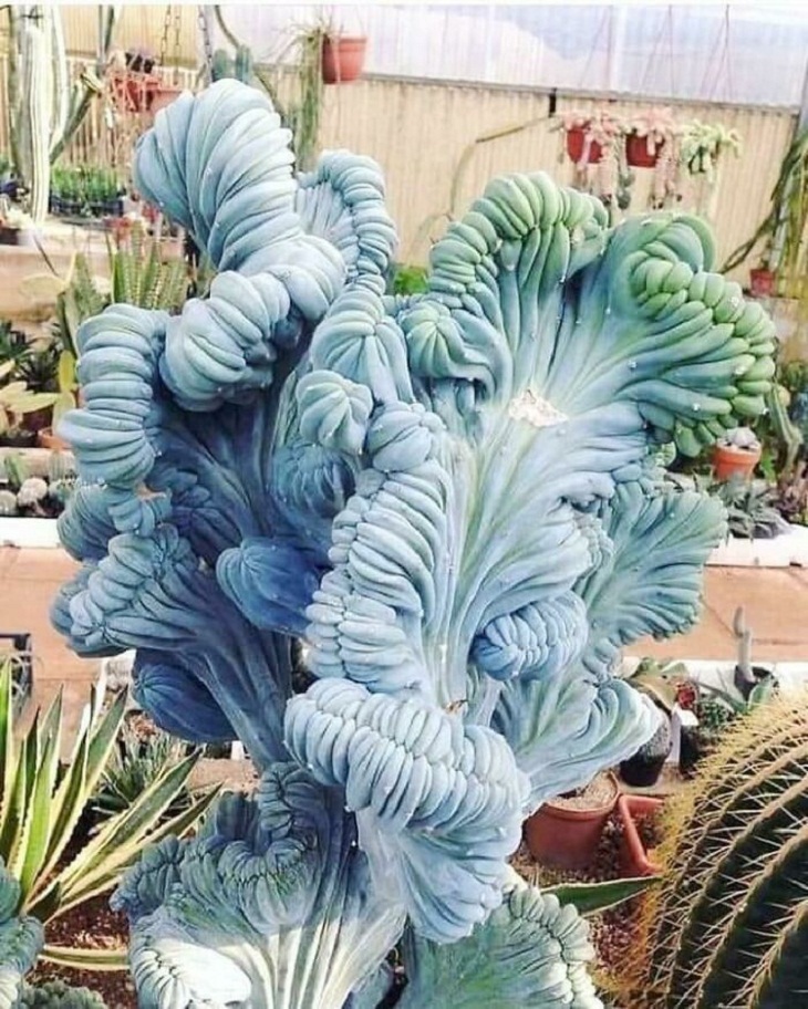 Gardening Pics, Blue Smoke Cactus 