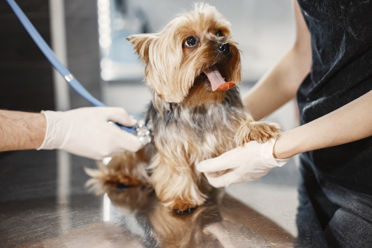 Pet Odors Linked to Medical Issues dog at the vet