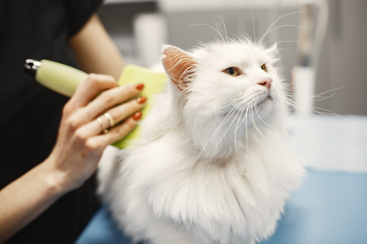 Pet Odors Linked to Medical Issues fluffy cat