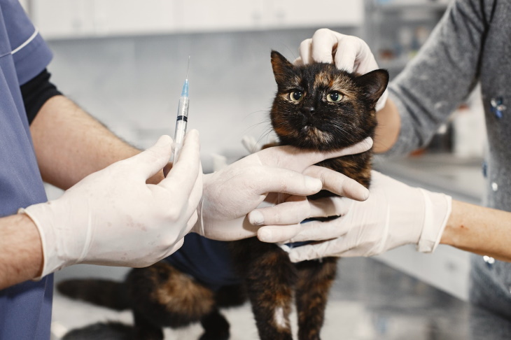 Pet Odors Linked to Medical Issues cat at the vet