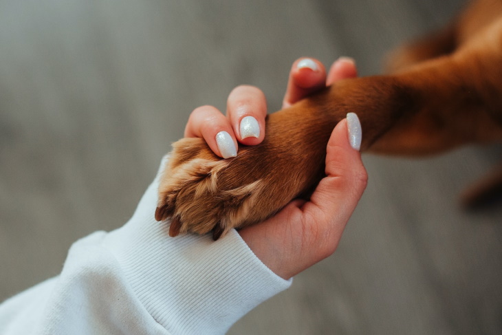 Pet Odors Linked to Medical Issues woman holding a dog's paw