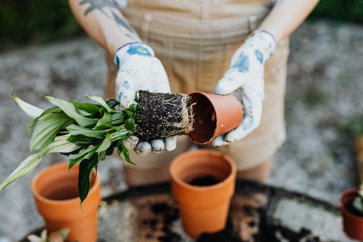 How to Save a Dried Out Houseplant Repoting