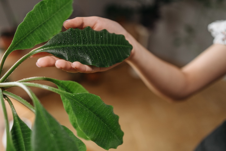 How to Save a Dried Out Houseplant beautiful plant