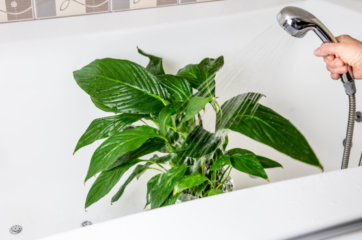 How to Save a Dried Out Houseplant watering plant in the bathtub