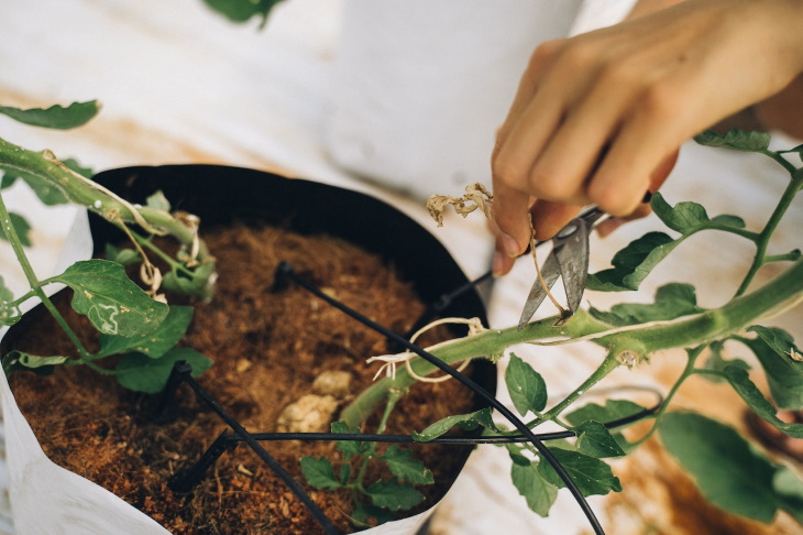 How to Save a Dried Out Houseplant trimming tomato plant