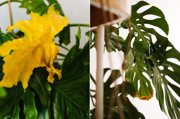 How to Save a Dried Out Houseplant yellow leaves