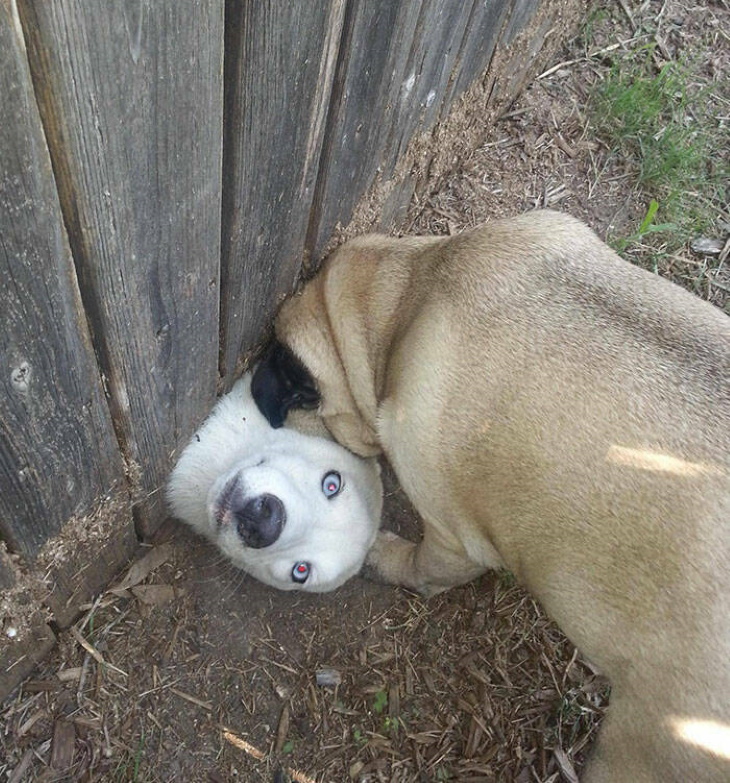 Stuck Animals dog stuck under fence