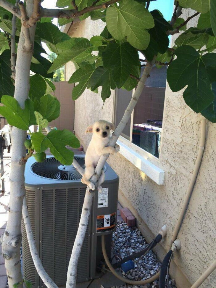 Stuck Animals dog stuck in tree