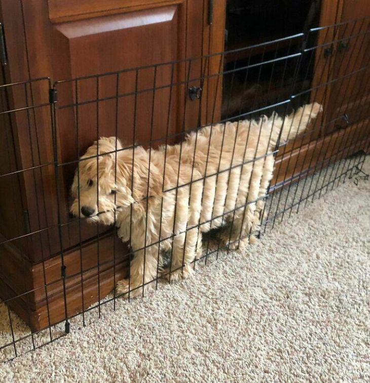 Stuck Animals dog stuck behind fence