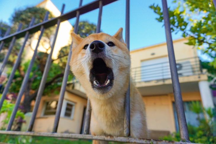 Annoying Neighbor Dog