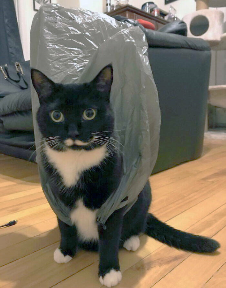 Stuck Animals cat with bag