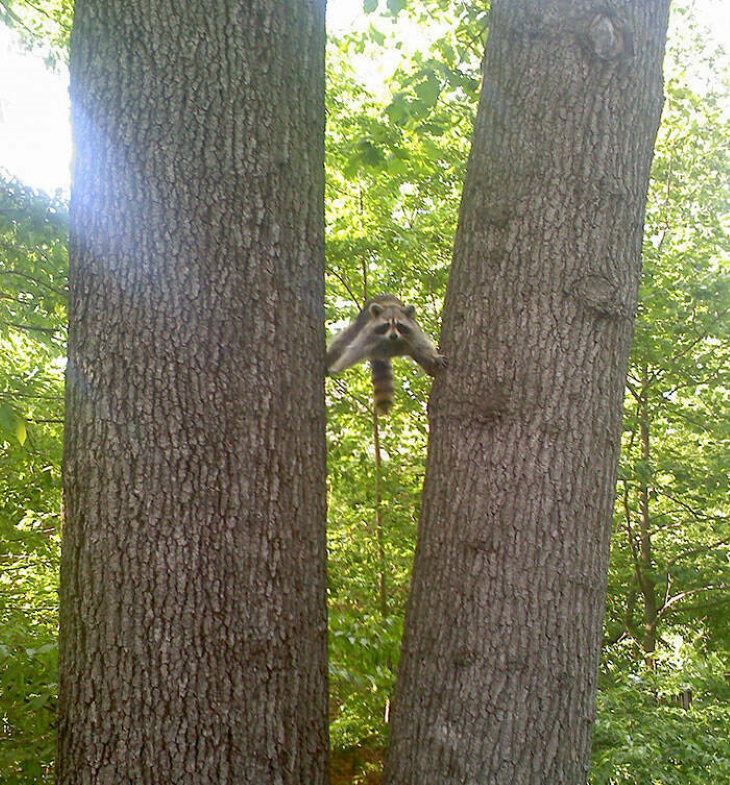 Stuck Animals raccoon stuck between trees