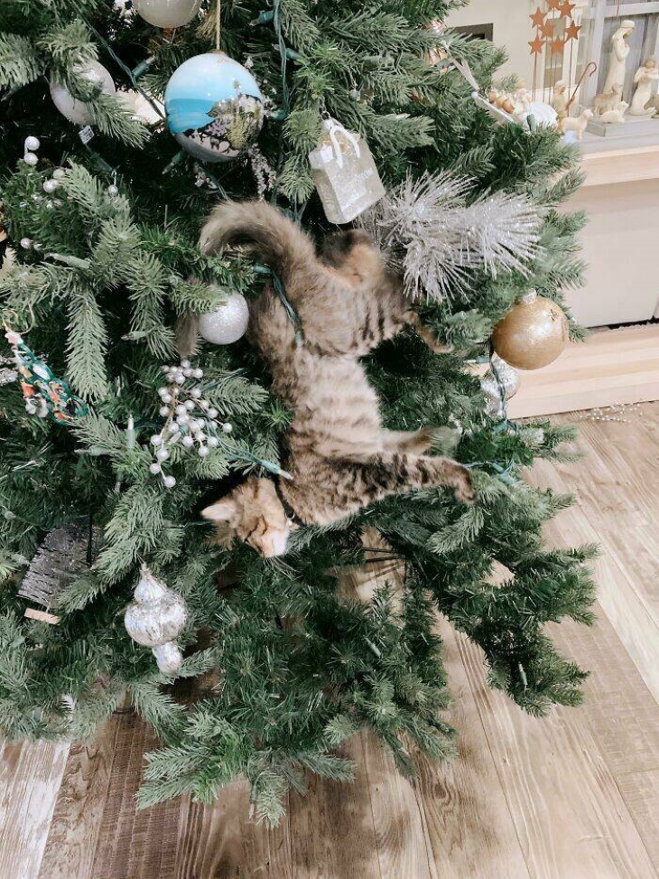 Stuck Animals cat stuck in Christmas tree