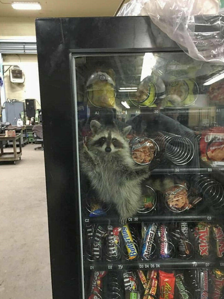 Stuck Animals greedy raccoon