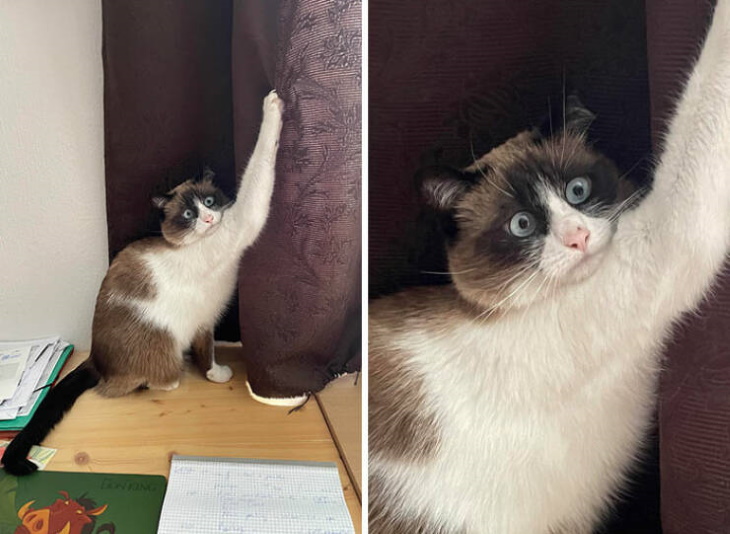 Stuck Animals cat stuck in curtain