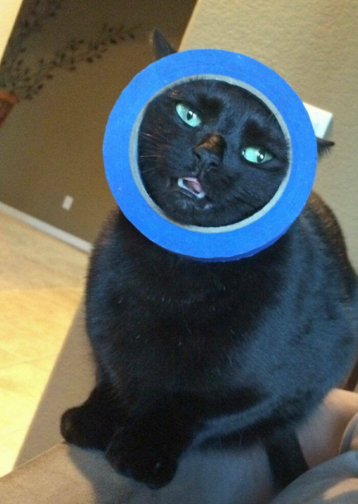 Stuck Animals cat stuck in tape