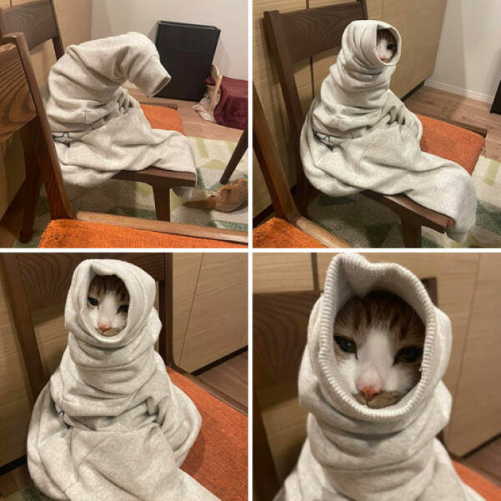 Stuck Animals cat in a hoodie