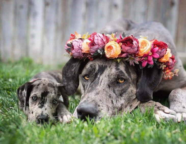 Dog Photography by Mandy Helwege dog in flower crown