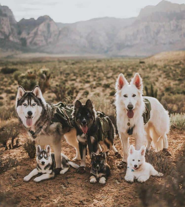 Dog Photography by Mandy Helwege three huskies