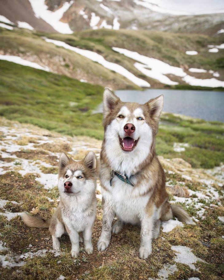 Dog Photography by Mandy Helwege white and brown husky