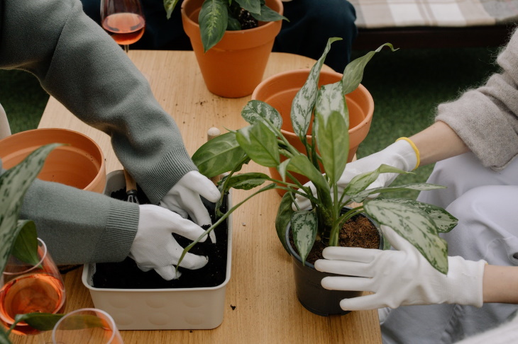 Potting Soil 101 repotting plants