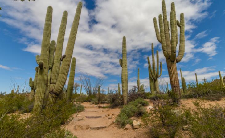 National Parks,  Saguaro National Park, Arizona