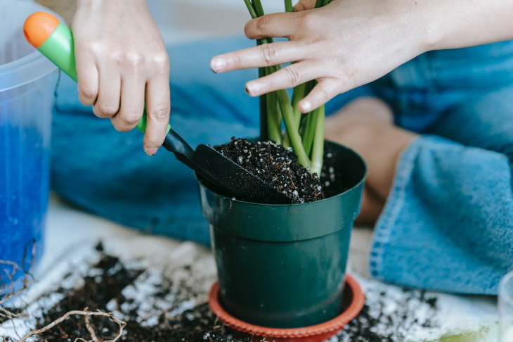 Potting Soil 101 repotting a plant