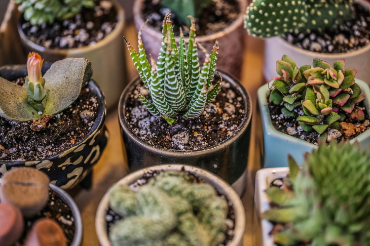 Potting Soil 101 Cactus and succulent mix