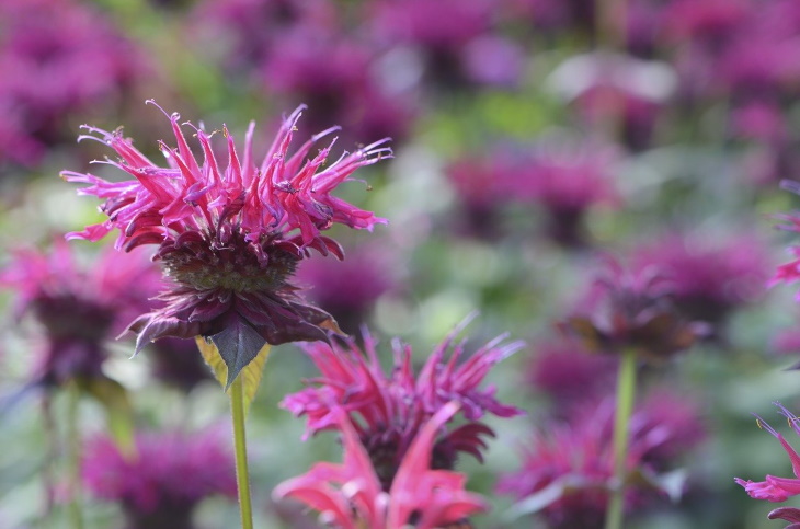 Deer Resistant Perennial Flowers Bee Balm (Monarda didyma)