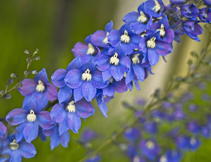 Deer Resistant Perennial Flowers Delphinium (Delphinium selections)