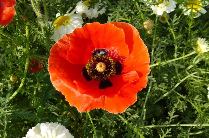 Deer Resistant Perennial Flowers Oriental Poppy (Papaver orientale)