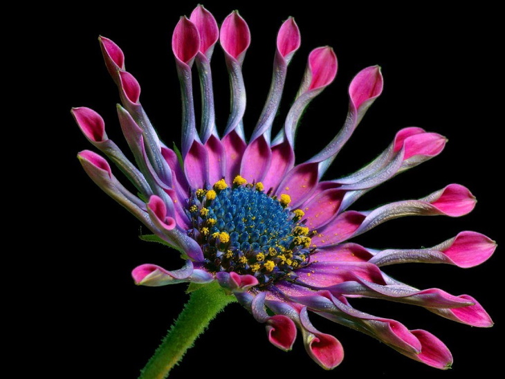 Deer Resistant Perennial Flowers African Daisy (Osteopsermum Spp.)