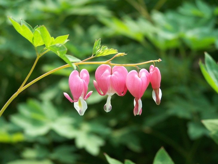 Deer Resistant Perennial Flowers Bleeding Heart (Lamprocapnos spectabilis)