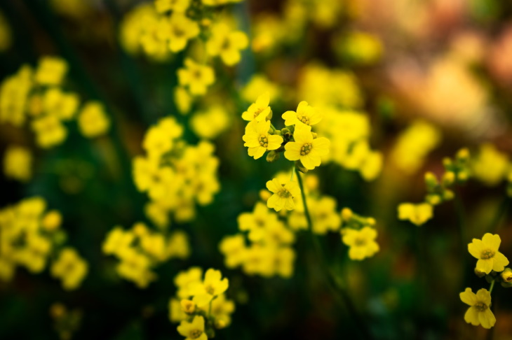 Deer Resistant Perennial Flowers Yellow Alyssum (Aurinia saxatilis)