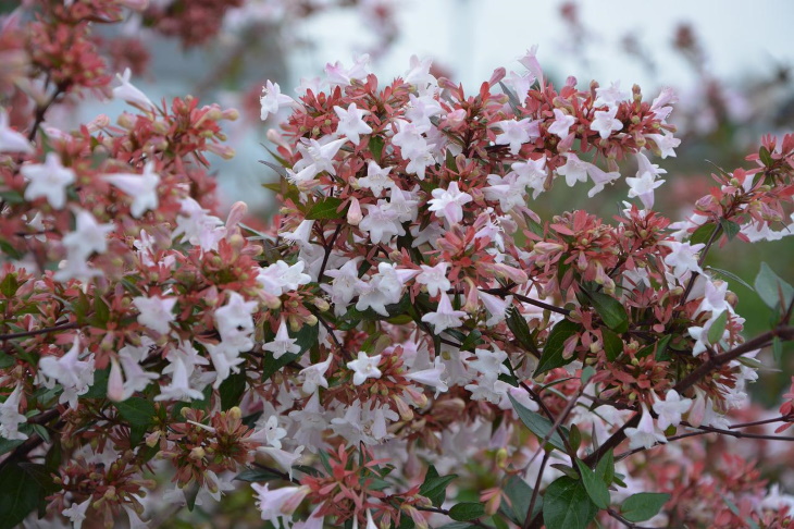 Deer Resistant Perennial Flowers Abelia (Abelia Spp.)