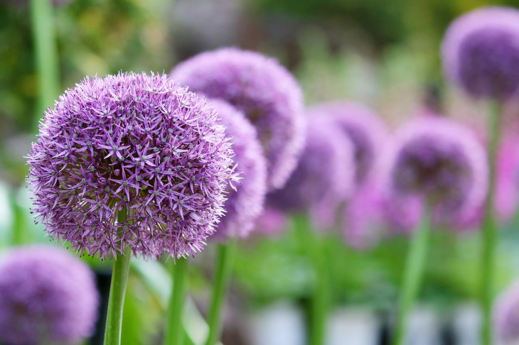 Deer Resistant Perennial Flowers Ornamental onion (Allium schubertii)