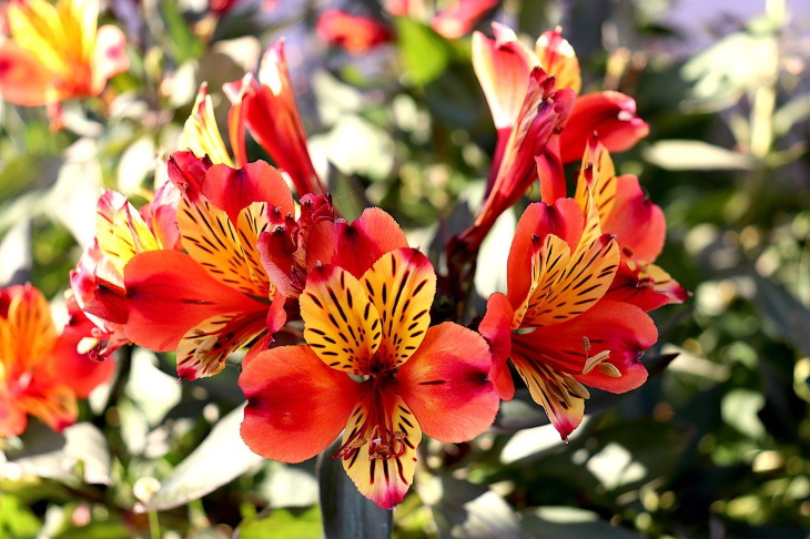 Deer Resistant Perennial Flowers Peruvian Lily (Alstroemeria)