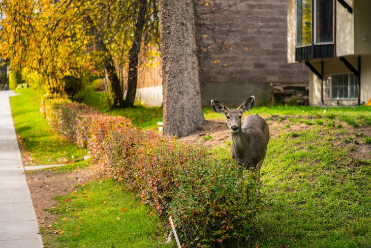 Deer Resistant Perennial Flowers deer near a garden