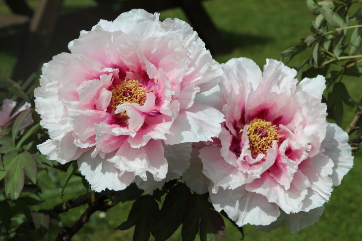 Deer Resistant Perennial Flowers Peony (Paeonia)